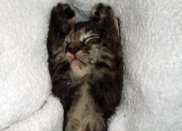 Sweet Snoozer: Submitted by Melissa K. "This is Holly. She ... Sweet Snoozer: Submitted by Melissa K. "This is Holly. She ...